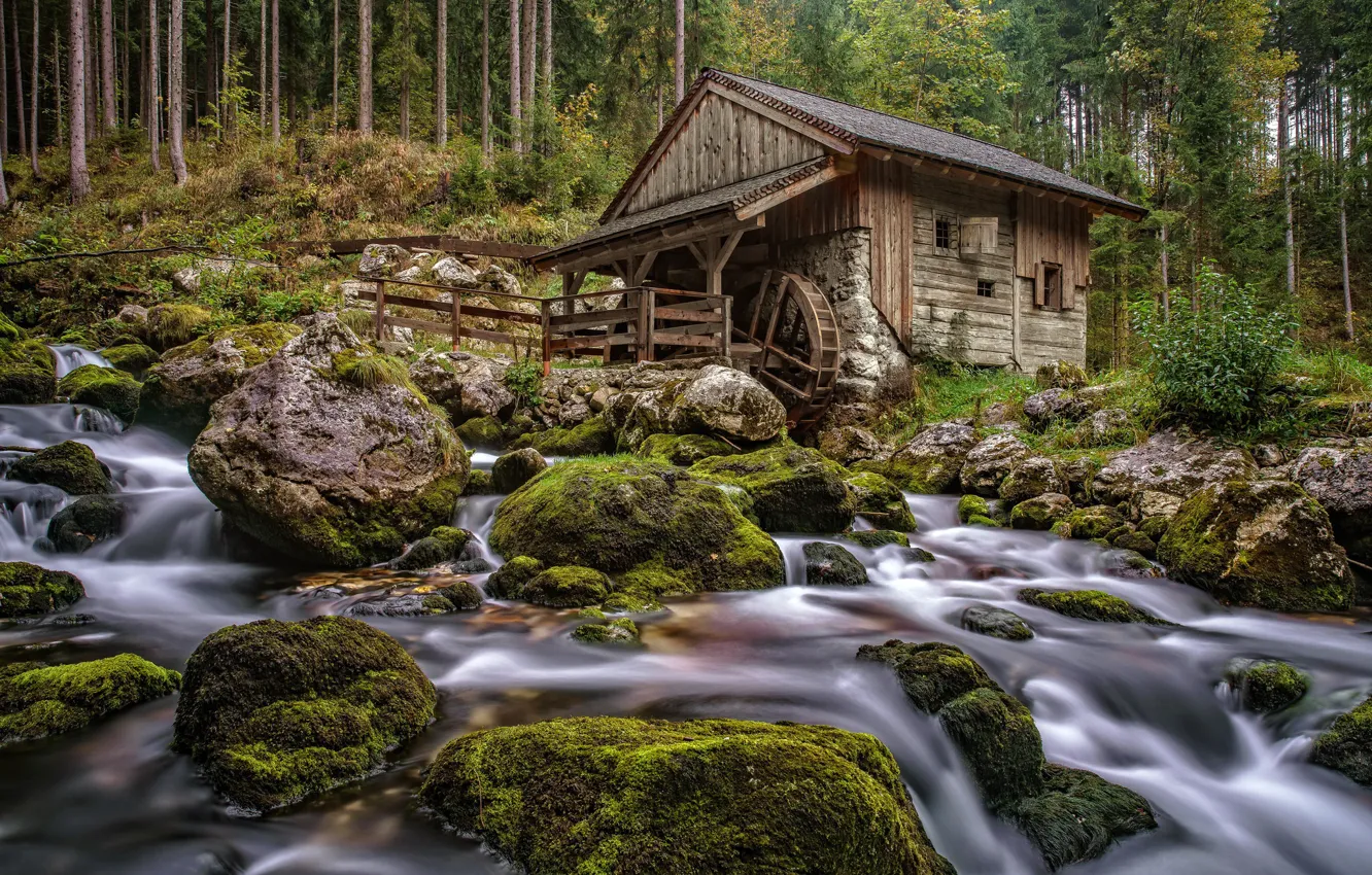 Фото обои лес, река, мельница