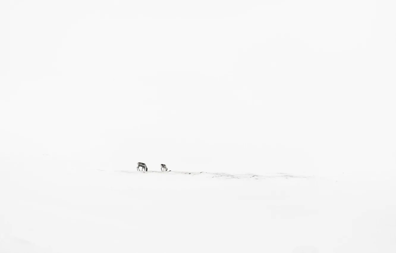 Фото обои зима, минимализм, олени