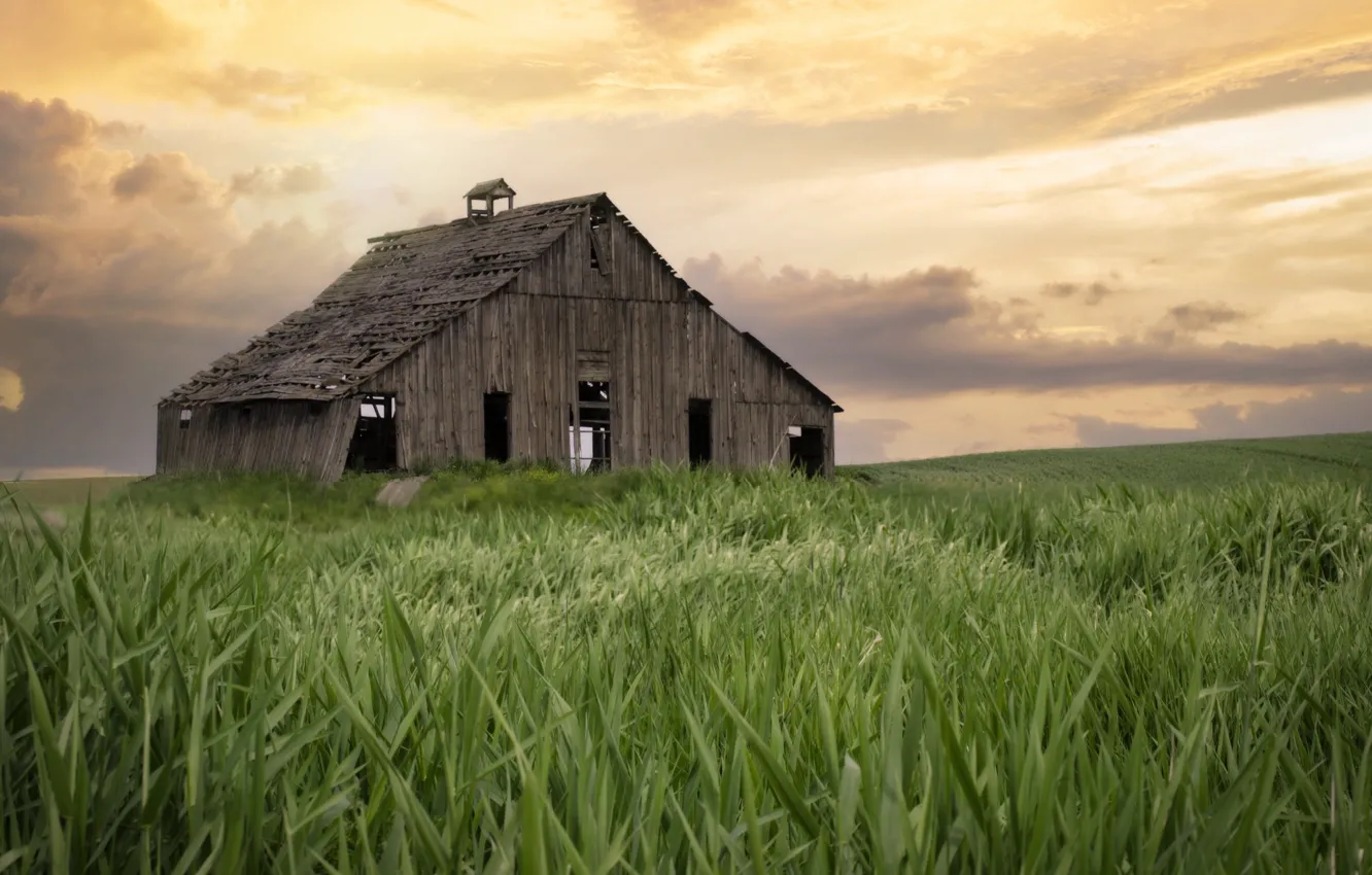 Фото обои поле, трава, дом