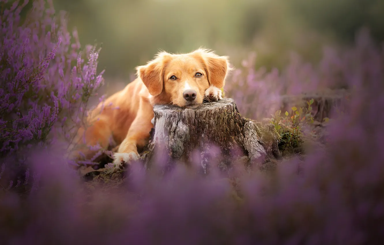 Фото обои взгляд, цветы, поляна, пень, собака, лежит, розовые, мордашка