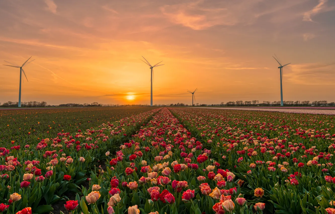 Фото обои поле, небо, солнце, закат, цветы, рассвет, весна, тюльпаны