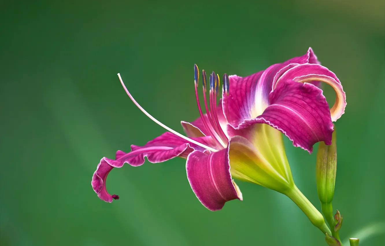 Фото обои цветок, розовая, лилия, лепестки, бутон, тычинки, двухцветная, зеленый фон