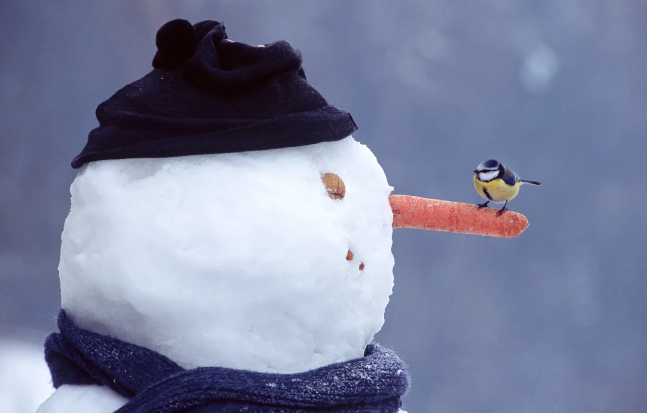 Фото обои зима, глаза, снег, шапка, рот, шарф, нос, орех
