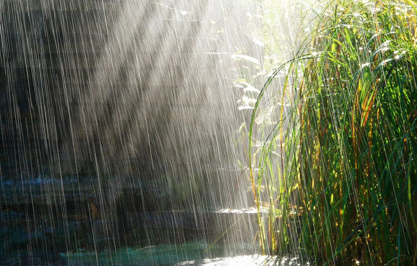 Фото обои трава, солнце, дождь, лужи