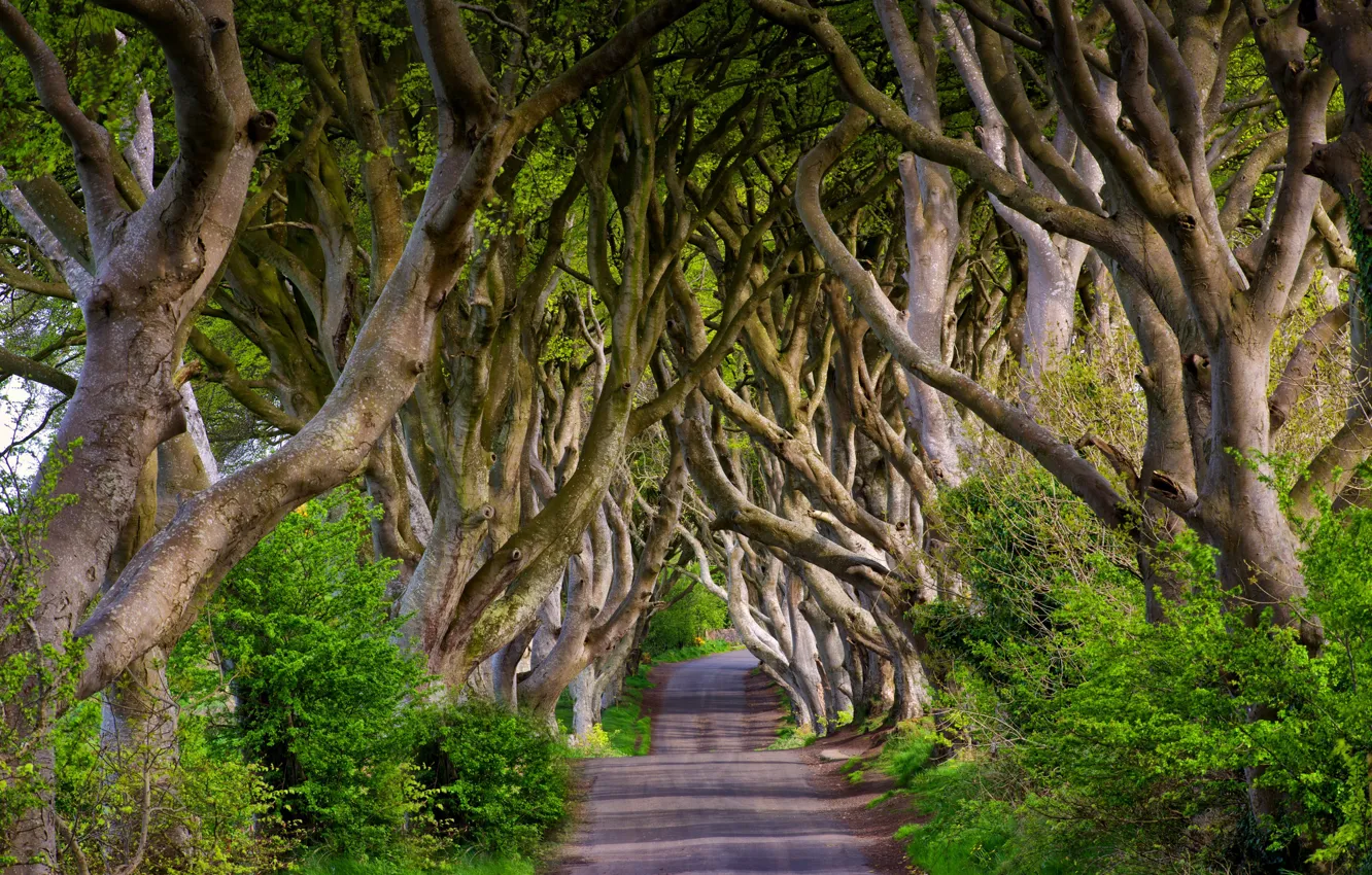 Фото обои дорога, деревья, Англия, аллея, England, бук, Северная Ирландия, Northern Ireland