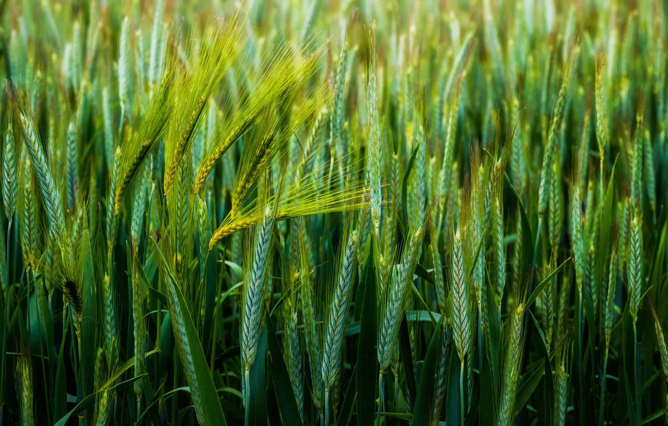 Фото обои пшеница, макро, колоски, зеленый фон