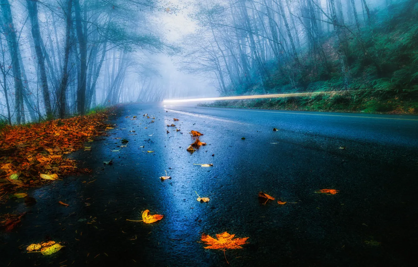 Фото обои дорога, осень, лес, листья, свет, деревья, туман, дождь