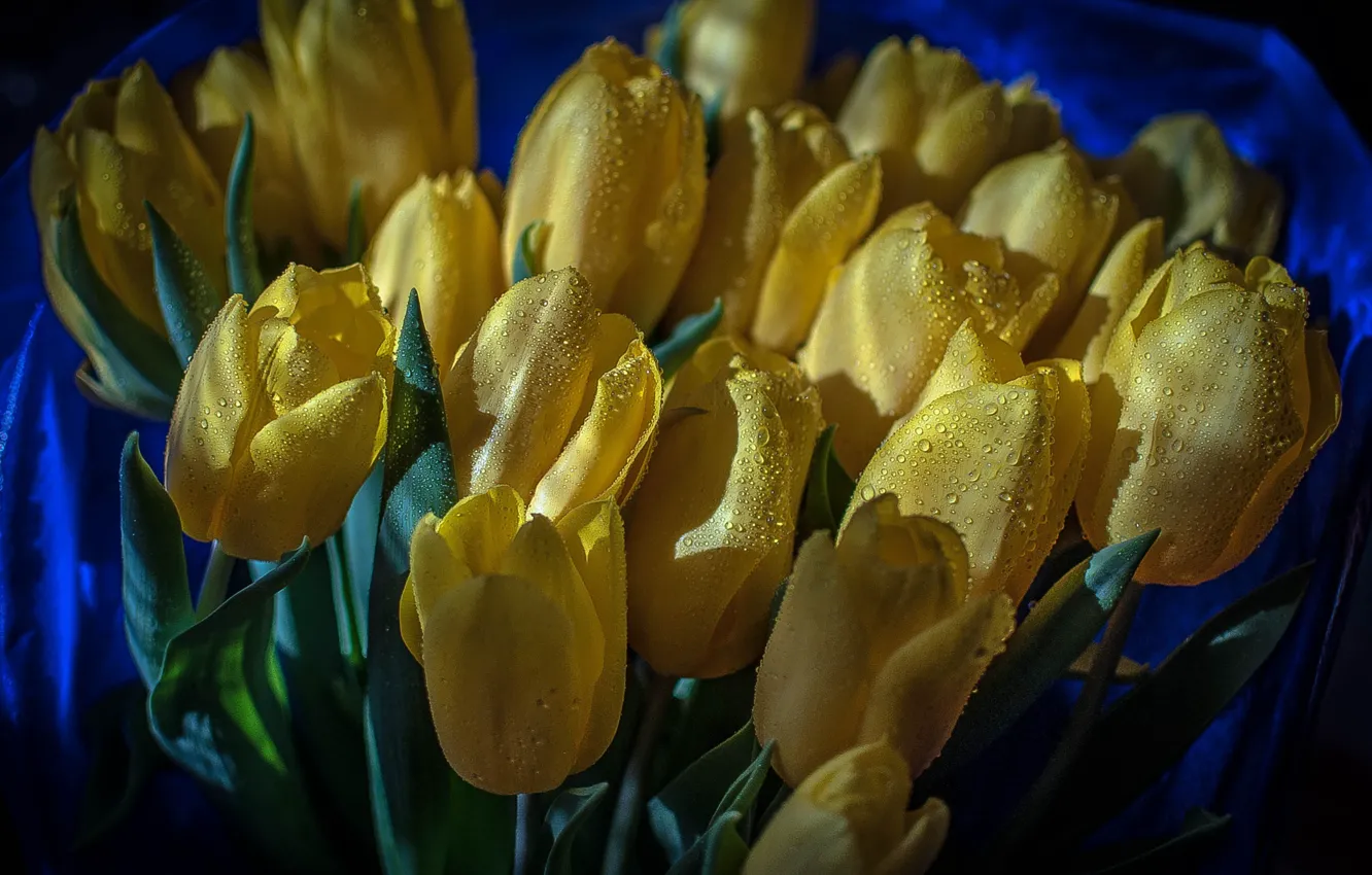 Фото обои капли, цветы, букет, желтые, тюльпаны, бутоны, синий фон