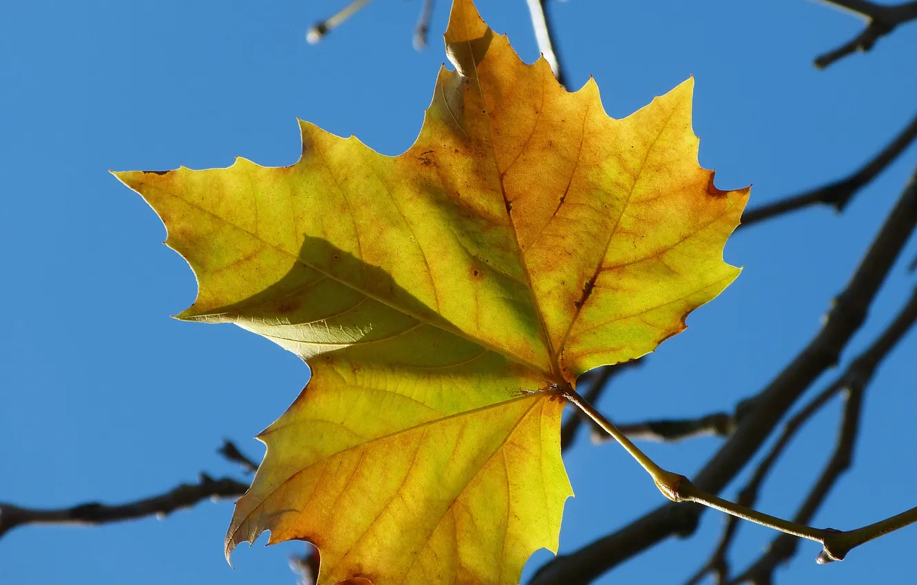 Фото обои осень, небо, ветки, лист