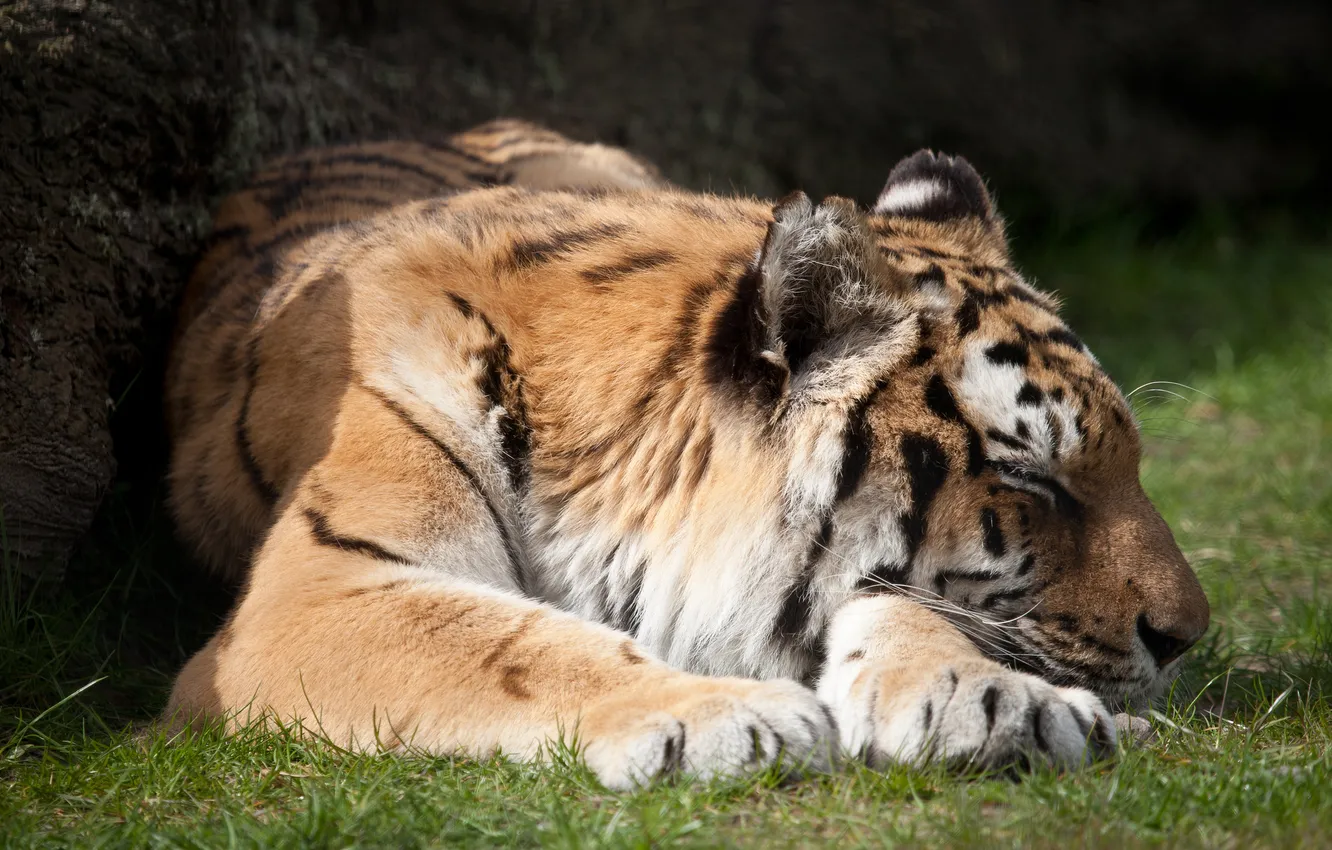 Фото обои кошка, тигр, отдых, сон