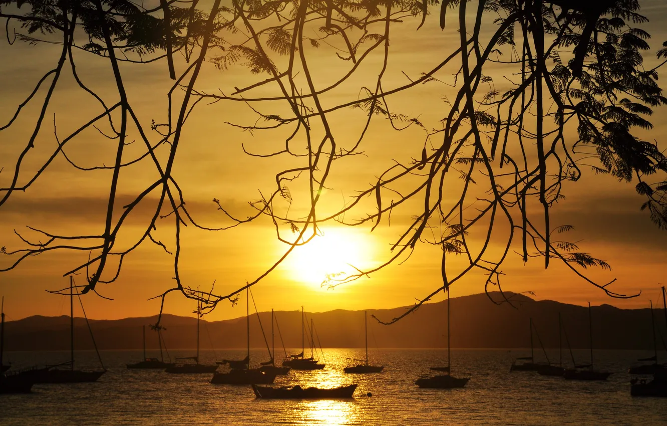 Фото обои солнце, закат, ветки, озеро, лодки