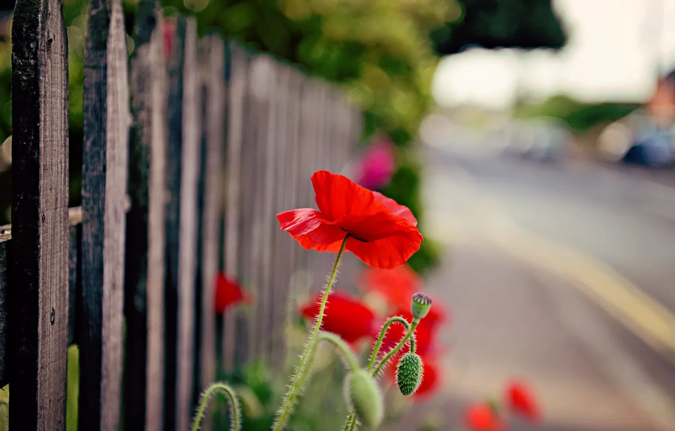 Фото обои цветок, цветы, красный, природа, фон, widescreen, обои, забор