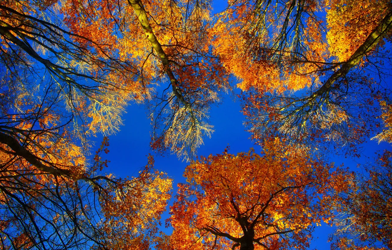 Фото обои осень, листья, деревья, крона, багрянец