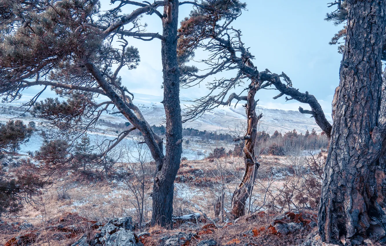 Фото обои colors, rocks, meadow, pine trees