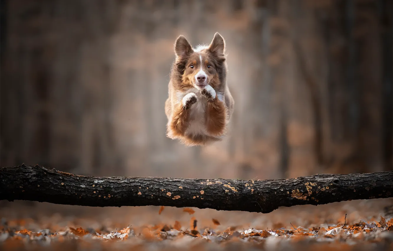 Фото обои осень, прыжок, собака, бревно, боке, пёсик, Бордер-колли