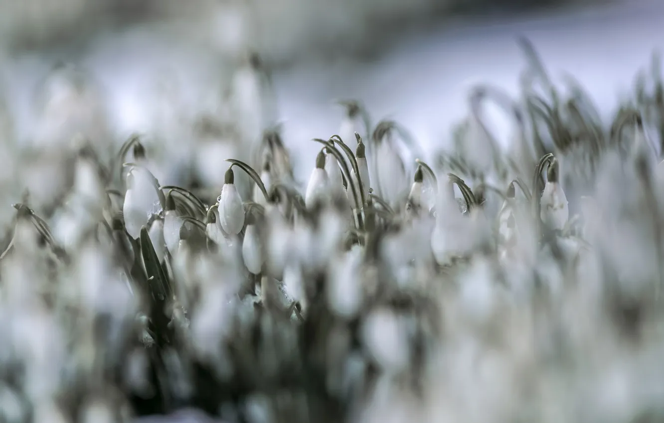 Фото обои цветы, природа, Snowy Snowdrops
