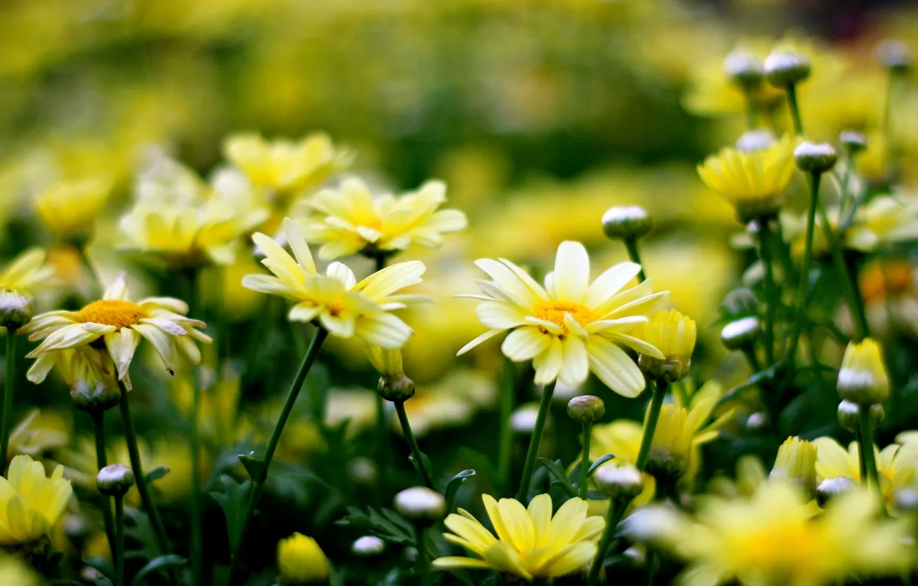 Фото обои цветы, желтый, фон, widescreen, обои, wallpaper, цветочки, flower