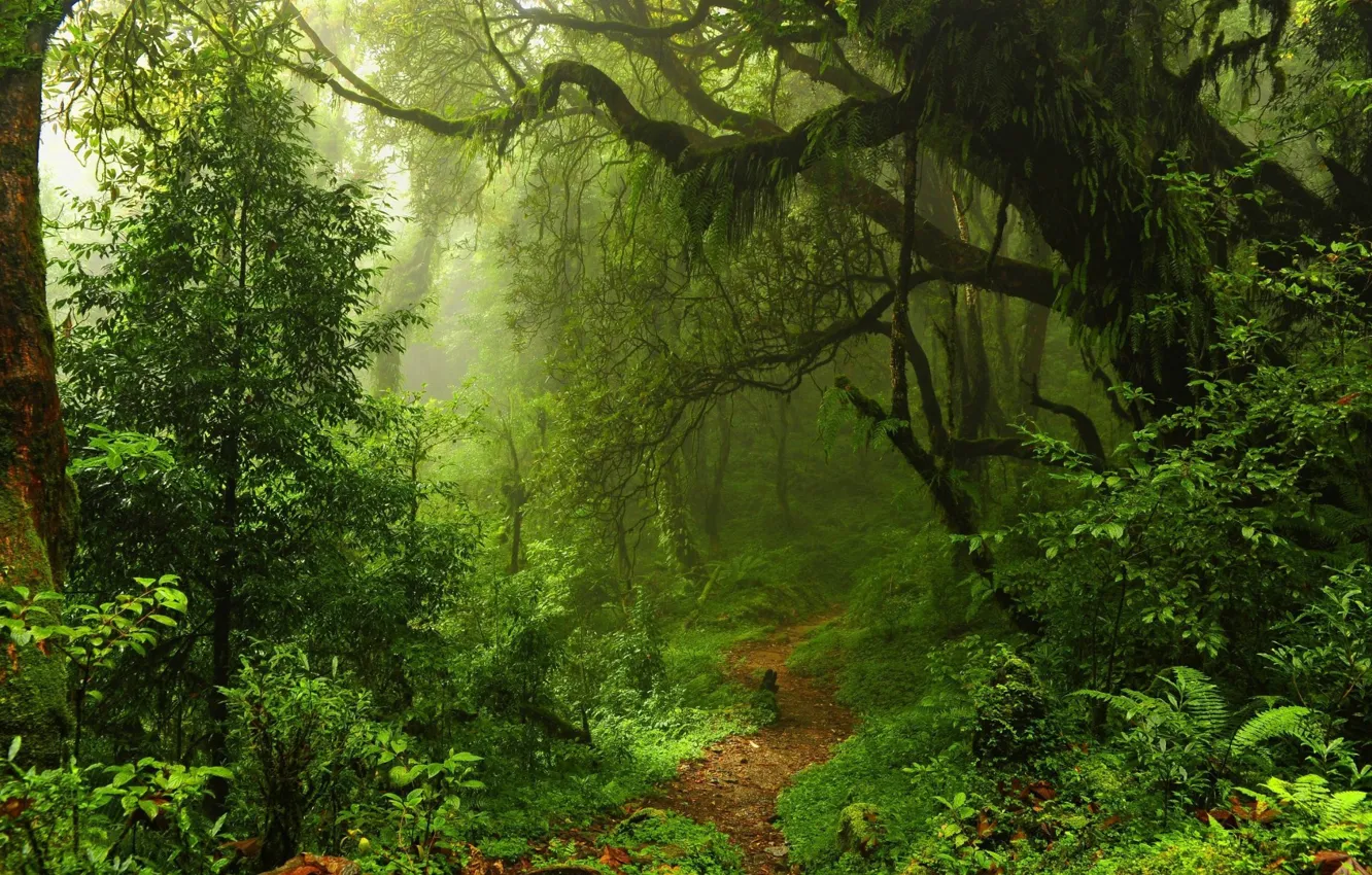 Фото обои USA, forest, trees, Hawaii, nature, leaves, walkway, path