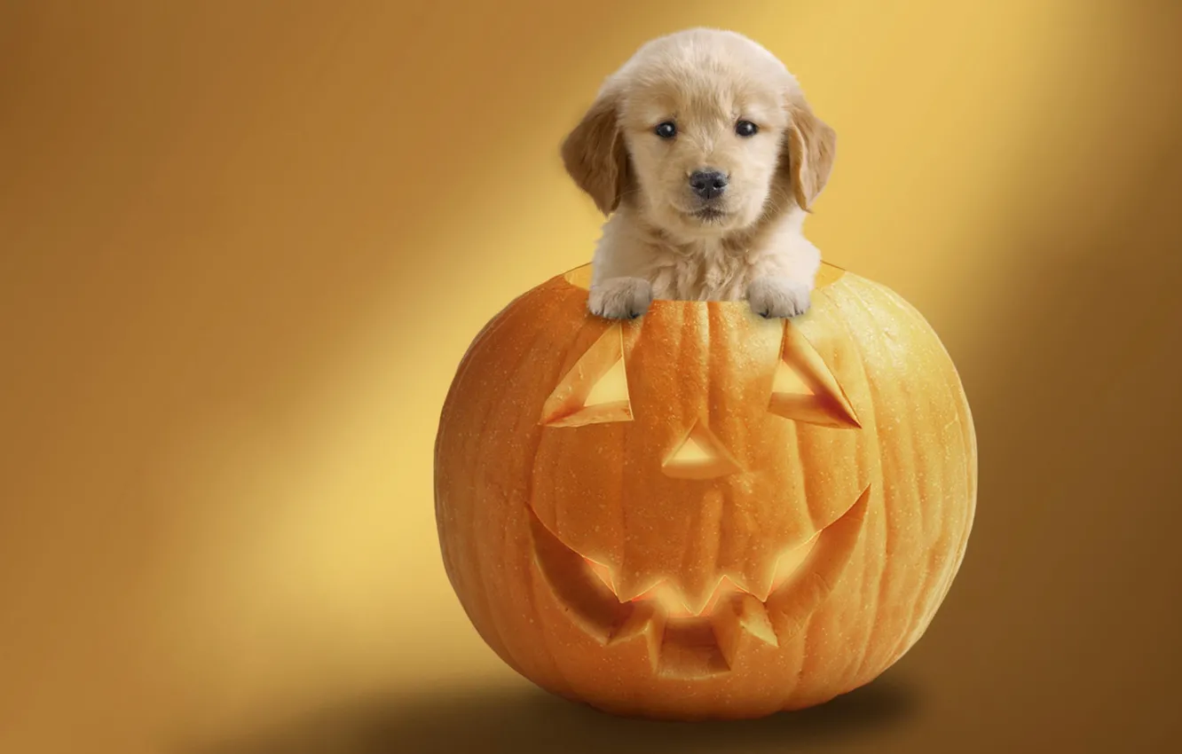 Фото обои фон, праздник, собака, тыква, хеллоуин