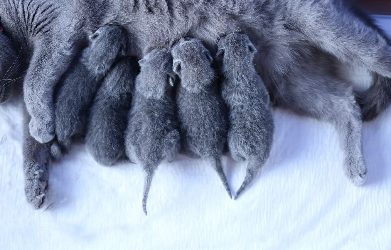 Фото обои кошка, кошки, котята, малыши, мать, новорожденные, британские, выводок