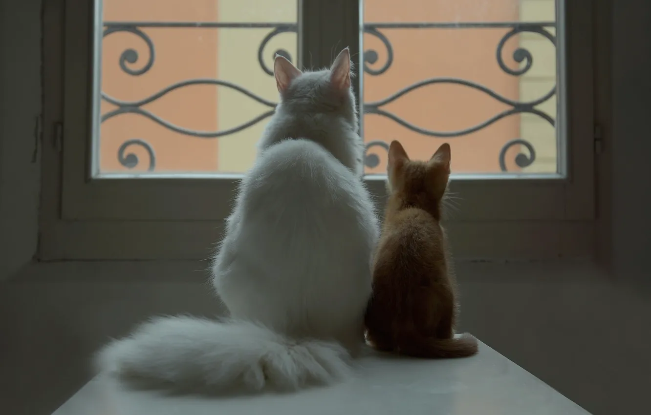 Фото обои белый, кот, окно, рыжий, котёнок, парочка