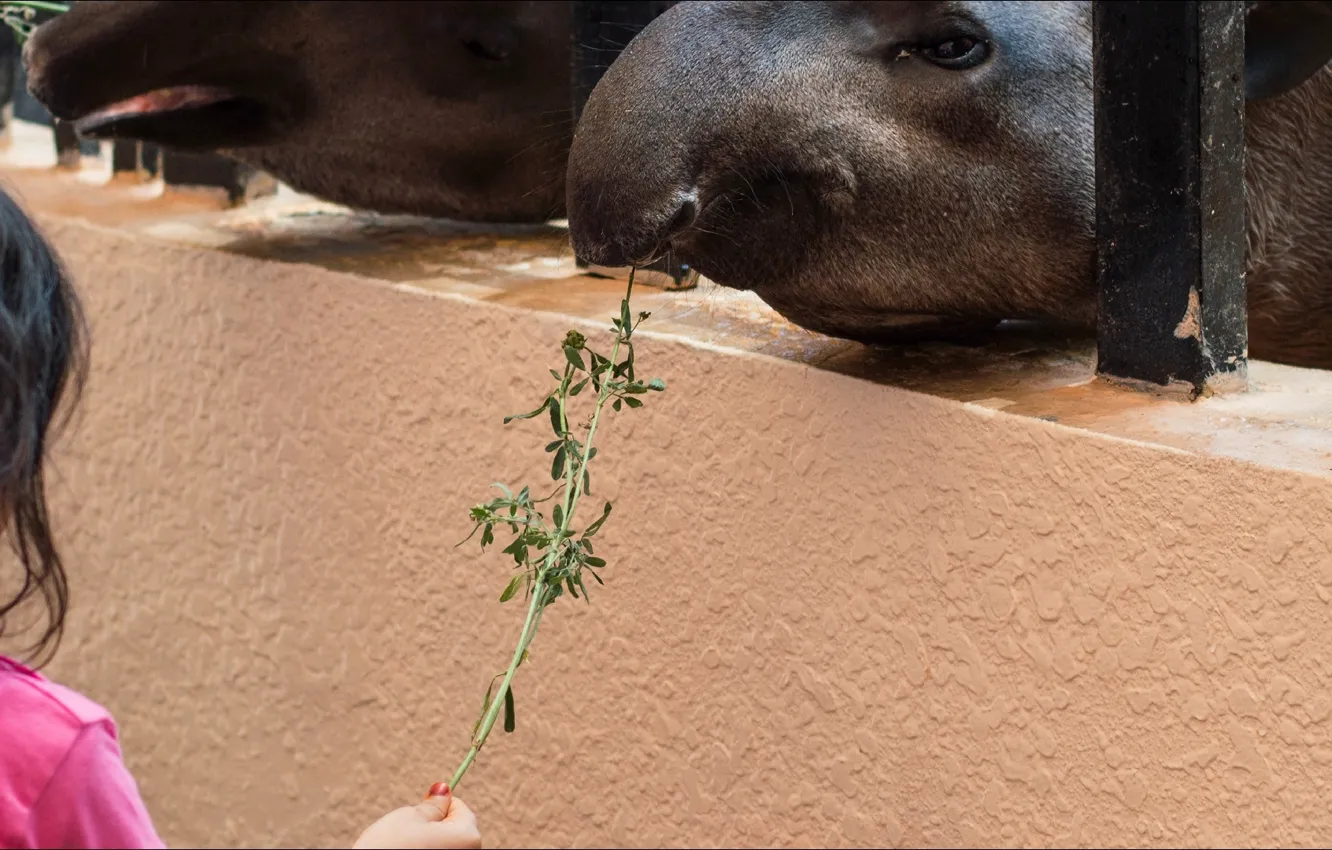 Фото обои animals, situations, kid, Tapir, zoopark