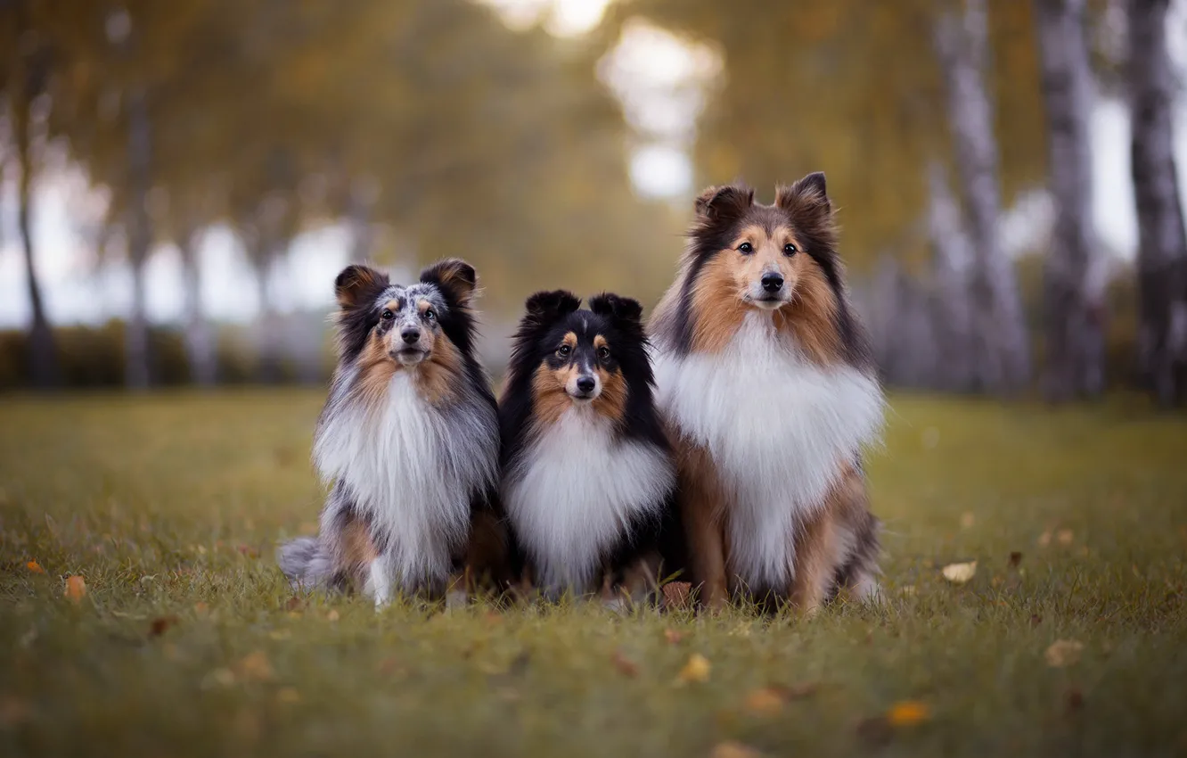 Фото обои осень, собаки, трава, листья, парк, листва, портрет, щенки