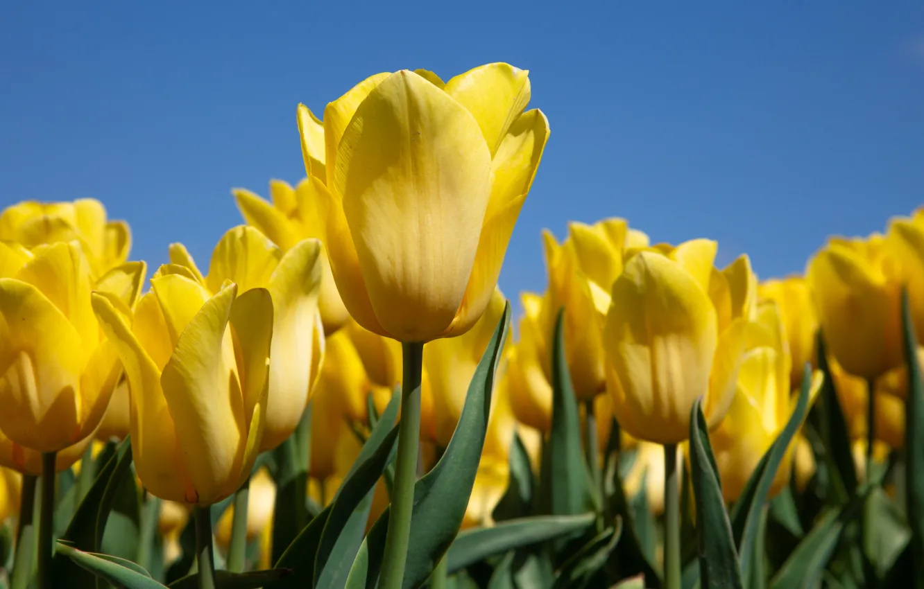 Фото обои тюльпаны, бутоны, жёлтые
