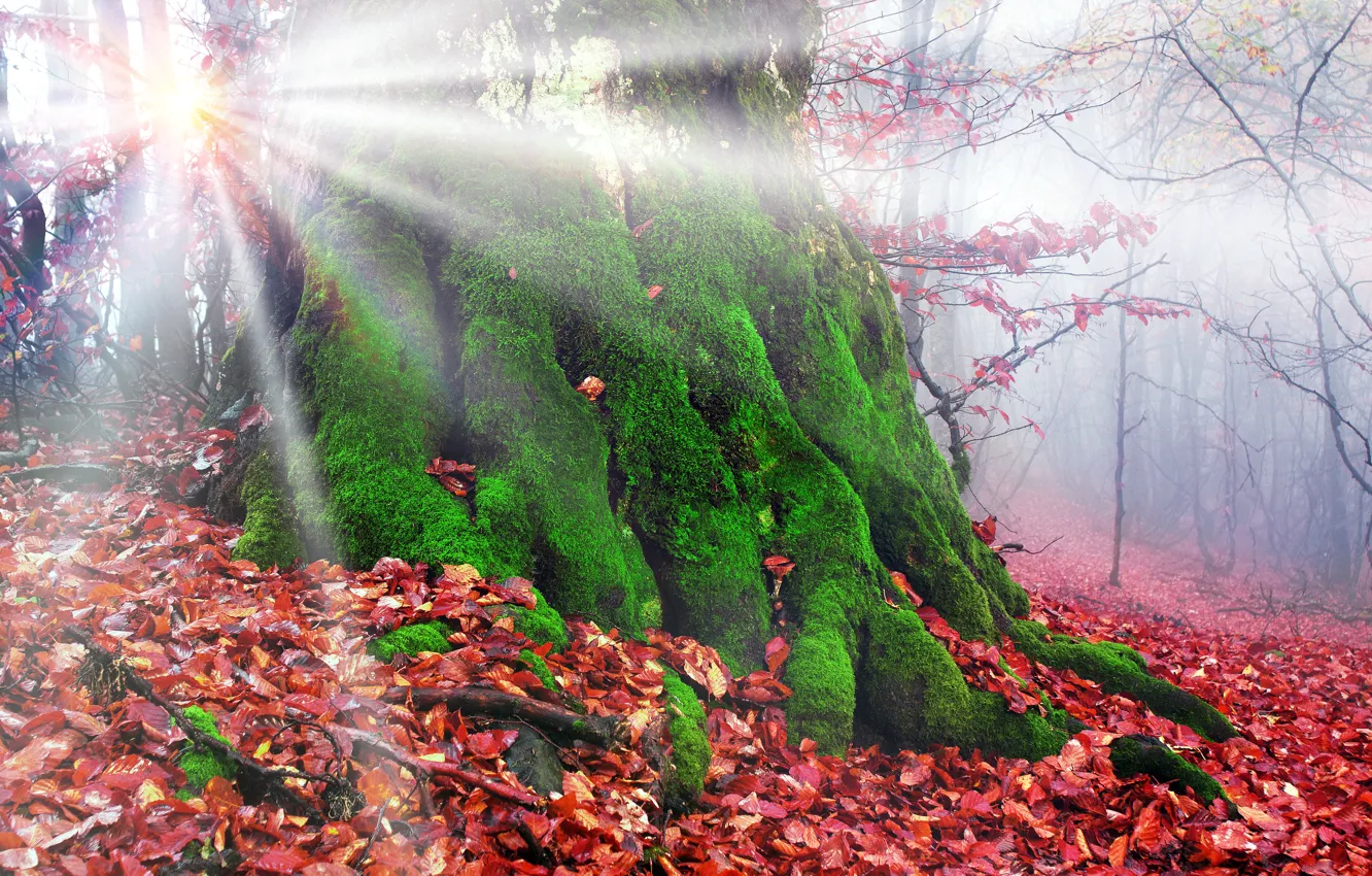 Фото обои осень, лес, листья, солнце, лучи, деревья, туман, мох