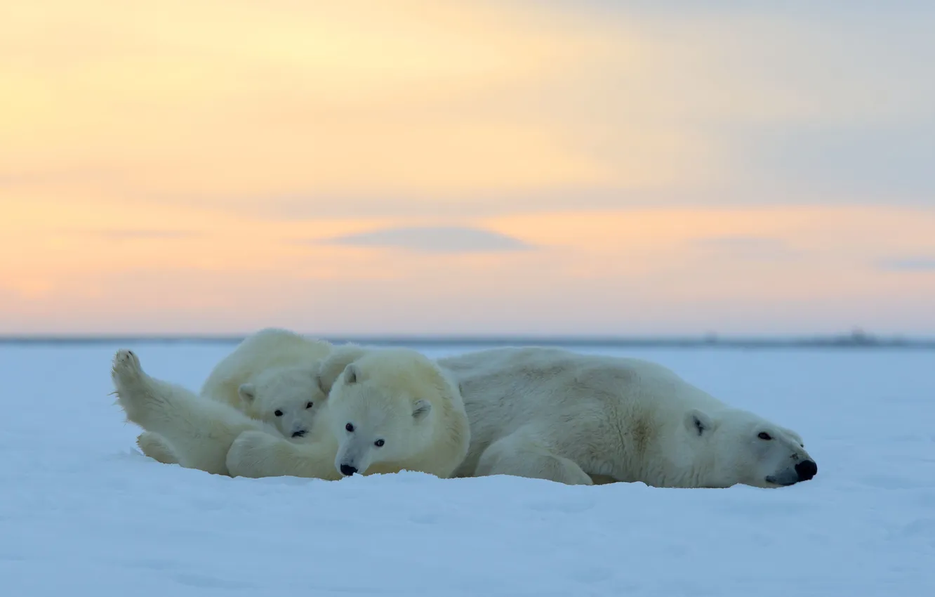 Фото обои закат, дети, отдых, Аляска, мать, Белые медведи, ледяная пустыня, Национальный Арктический заповедник