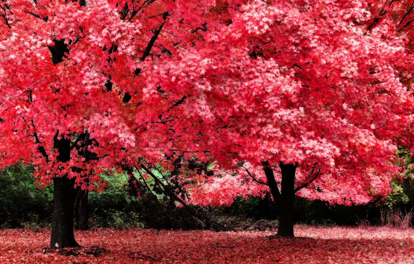 Фото обои листья, розовый, Дерево