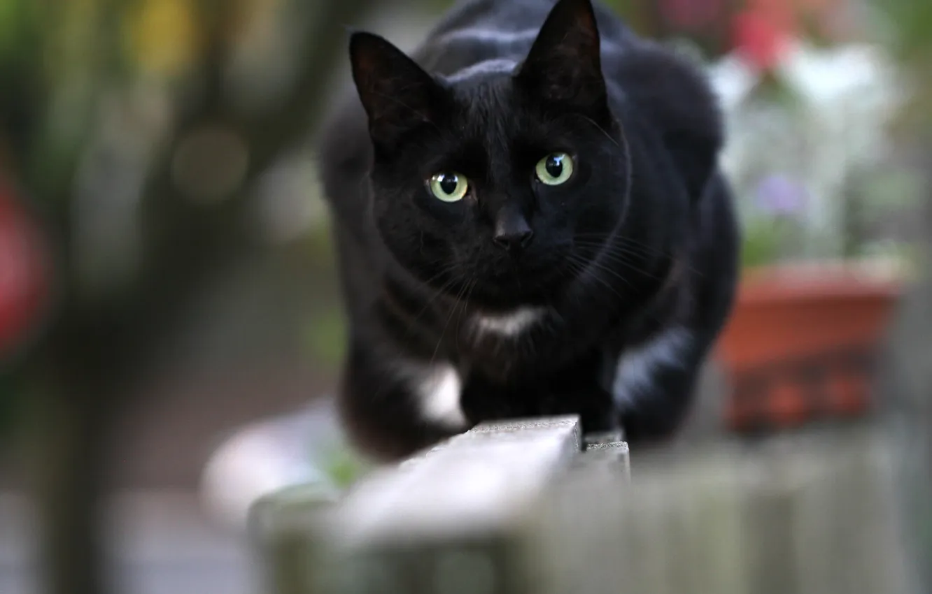 Фото обои глаза, кот, взгляд, чёрный, кошак