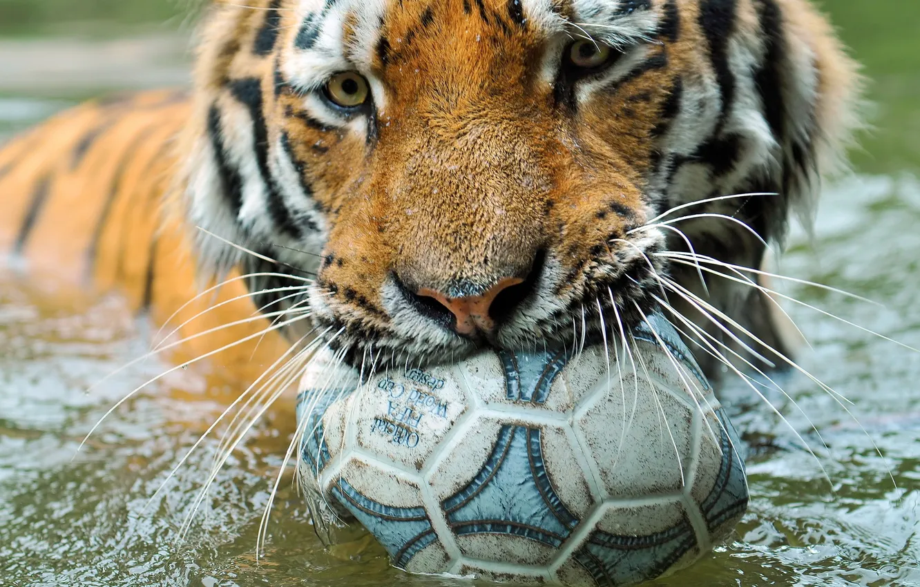 Фото обои tiger, ball, zoo, wild cat