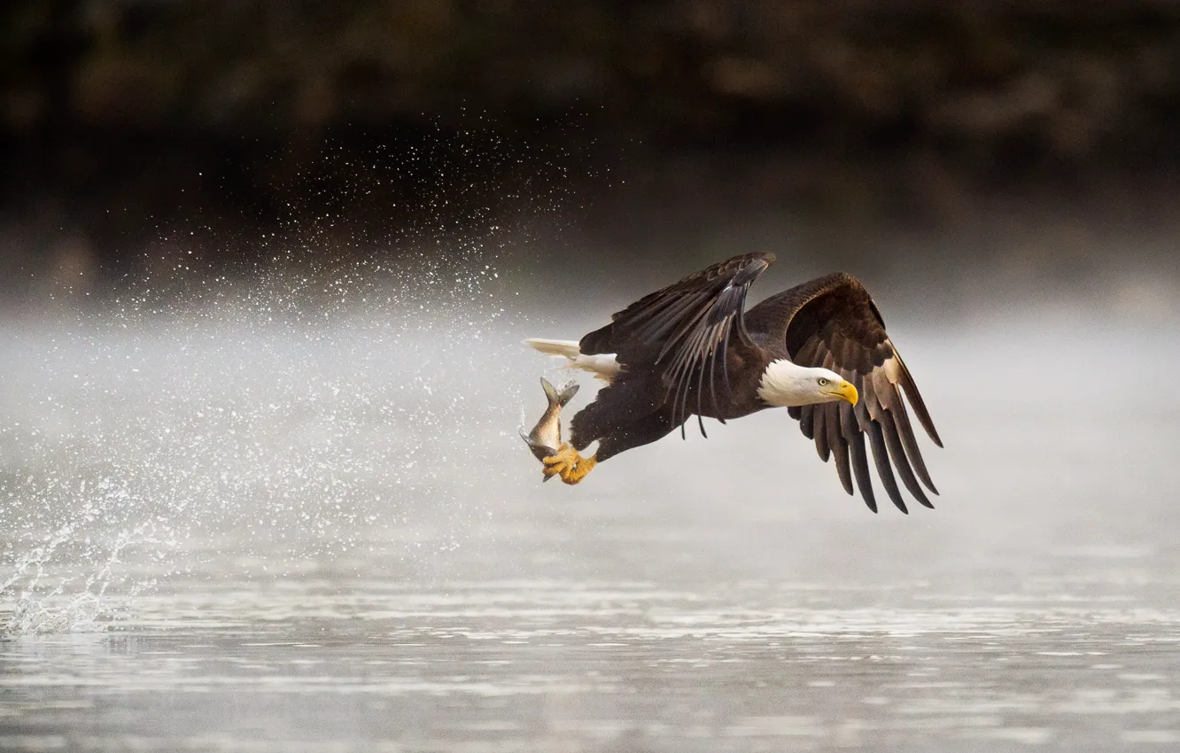 Фото обои flight, food, lake, splash, fish, wildlife, fishing, bald eagle
