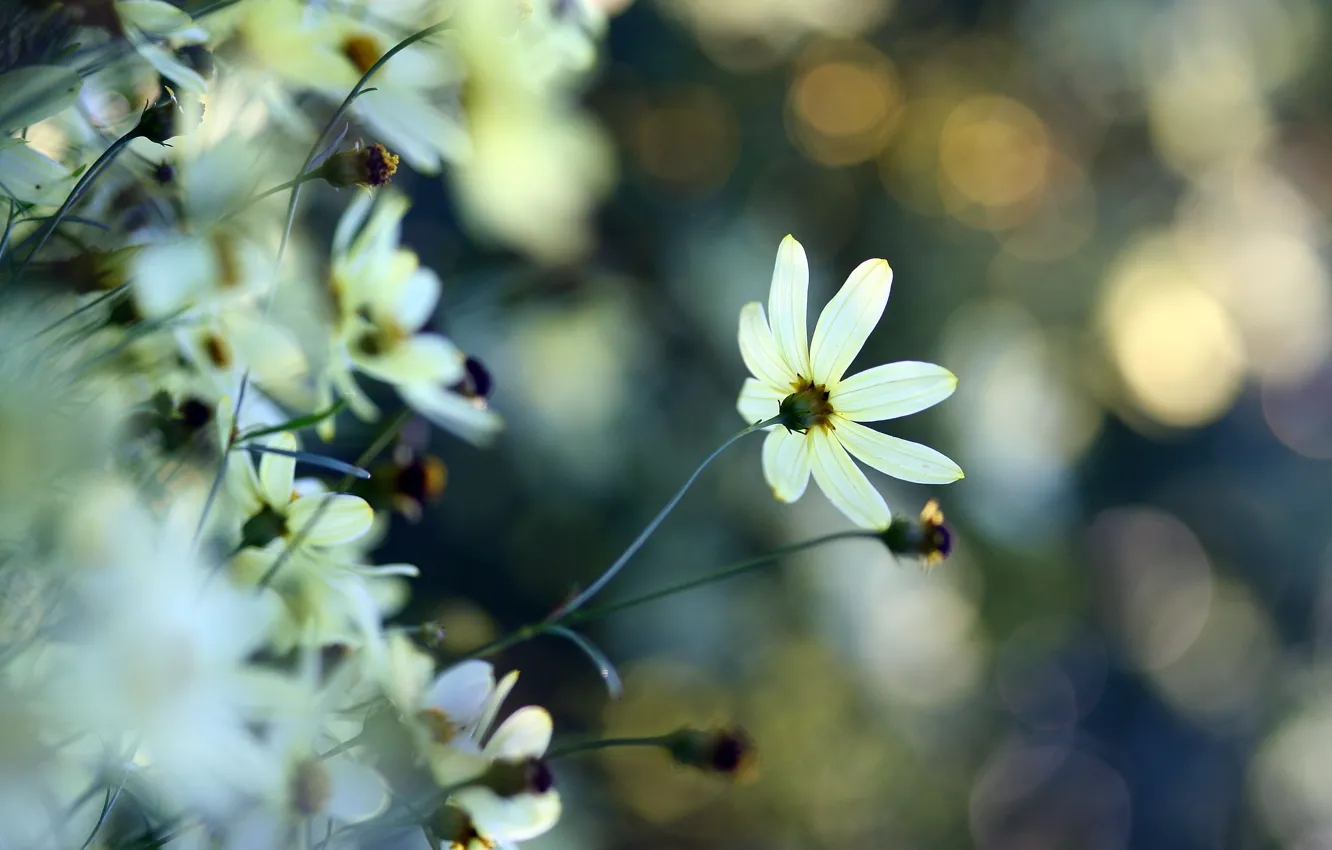 Фото обои белый, цветок, макро, блики, нежность, растения