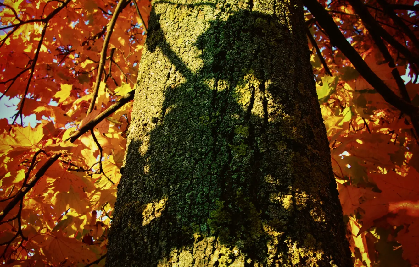 Фото обои осень, листья, дерево, тень, ствол, кора, клен