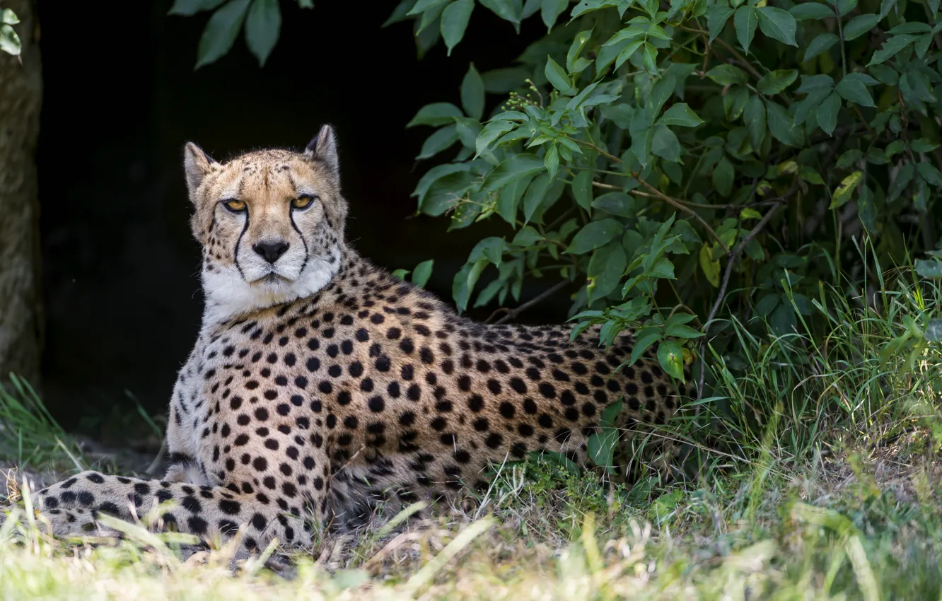Фото обои кошка, куст, гепард, ©Tambako The Jaguar