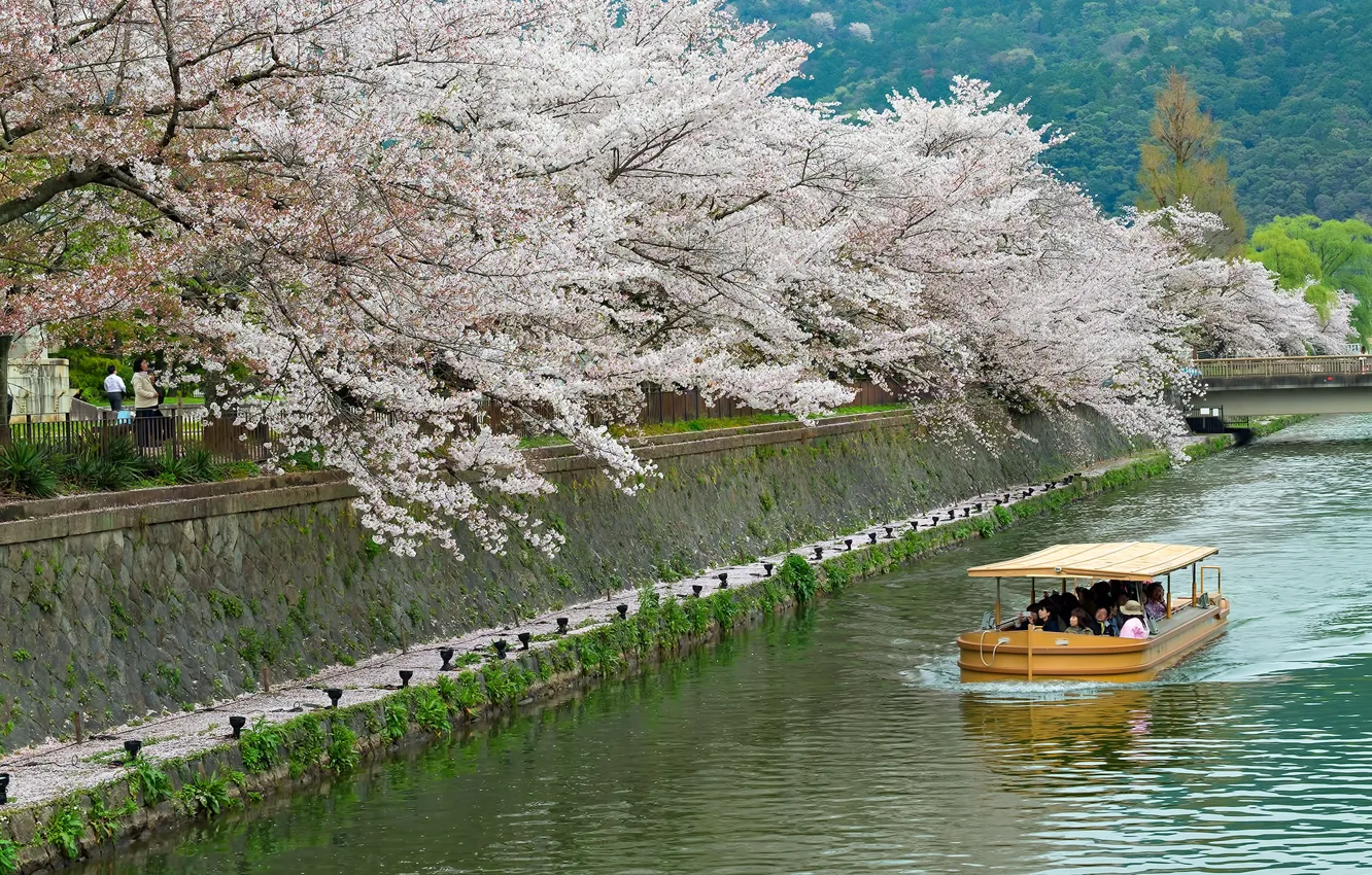 Фото обои река, весна, Япония, сакура, канал, прогулочный кораблик