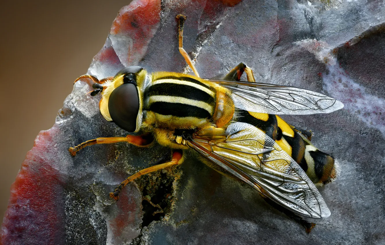 Фото обои colors, black, yellow, wings, insect