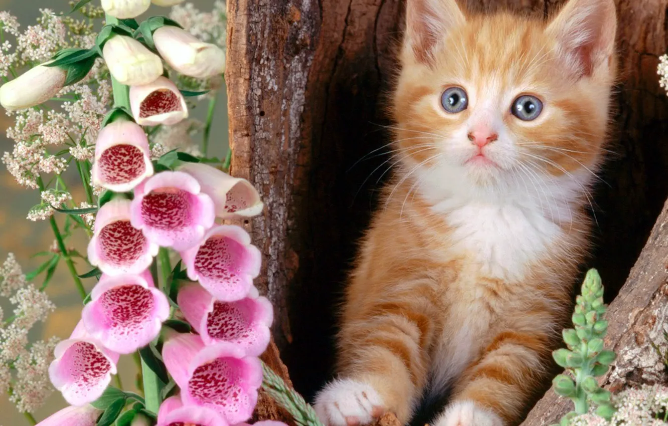 Фото обои кот, цветы, дерево, голова, нора