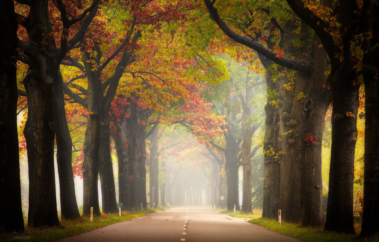 Фото обои дорога, осень, туман, перспектива