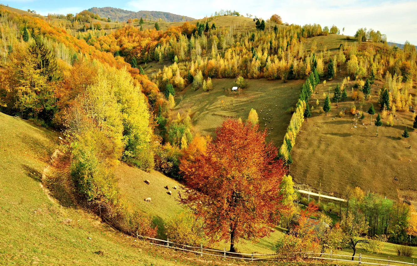 Фото обои осень, лес, деревья, пейзаж
