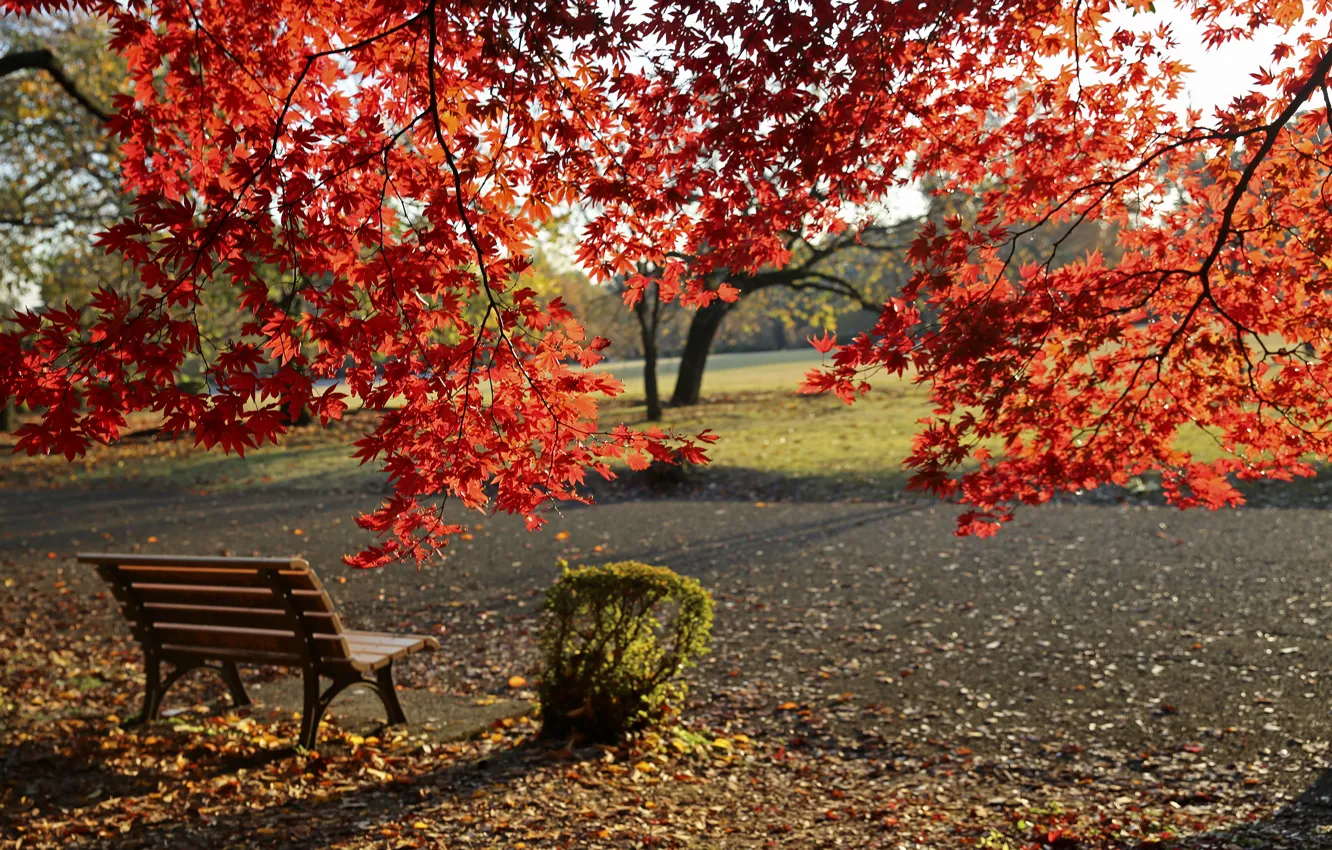 Фото обои Осень, Скамейка, Парк, Fall, Листва, Park, Autumn, Colors