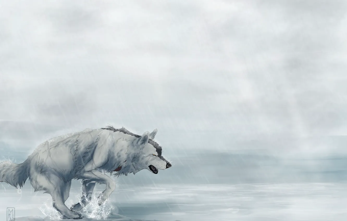 Фото обои дождь, усталость, волк, бежит, art, Мара-Elle