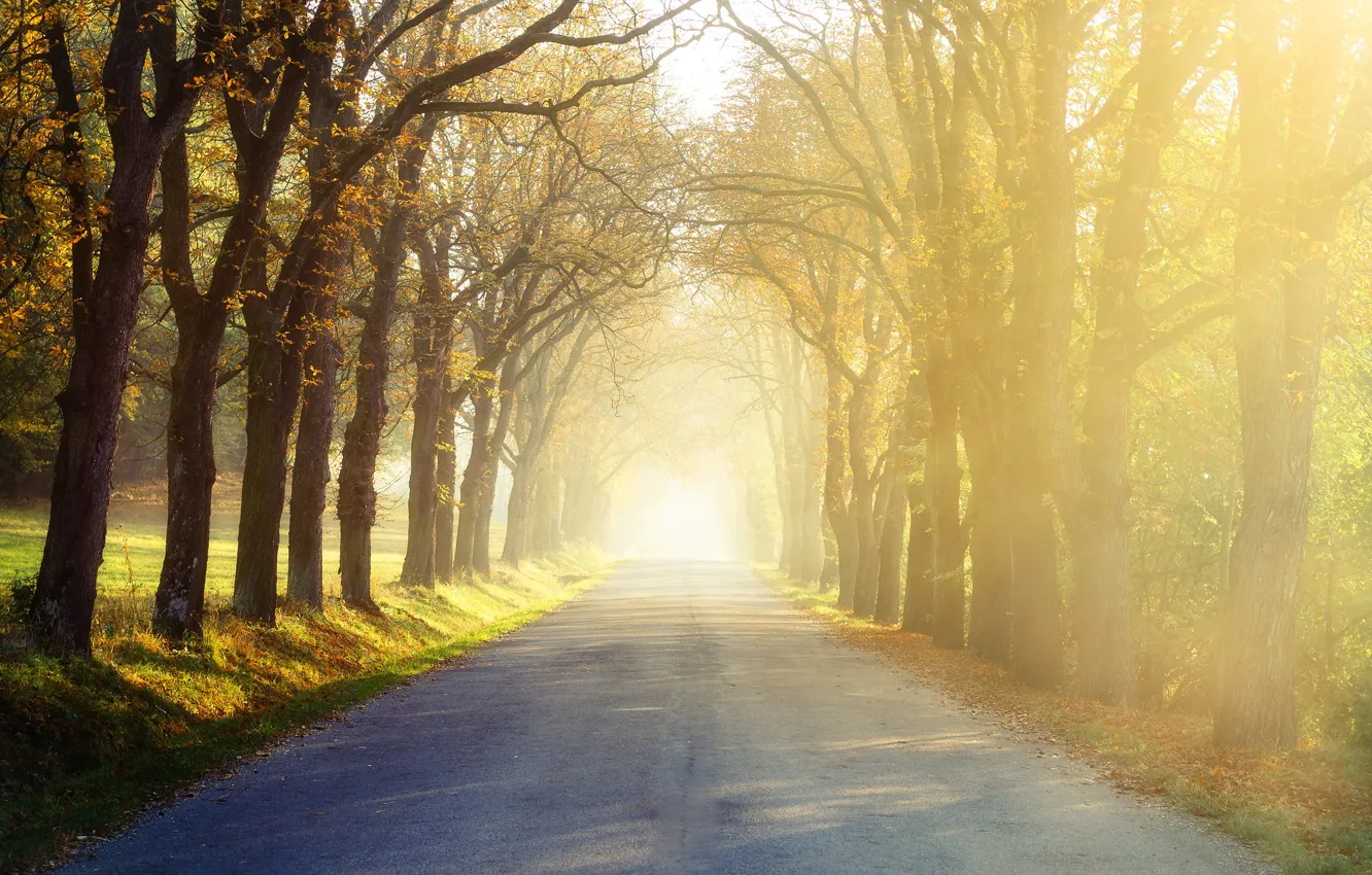 Фото обои дорога, деревья, природа, утро
