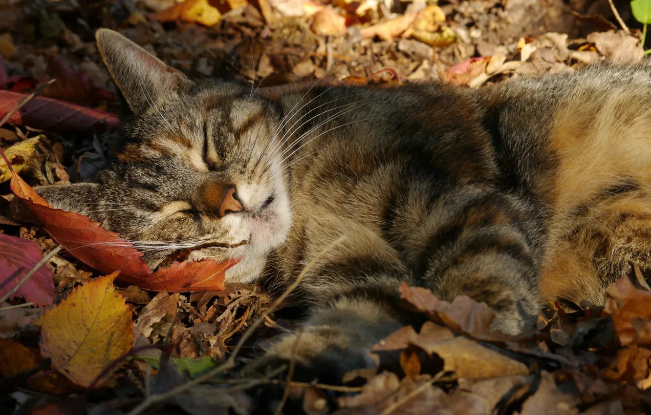 Фото обои осень, кошка, кот, листья, сон, спящая, котейка