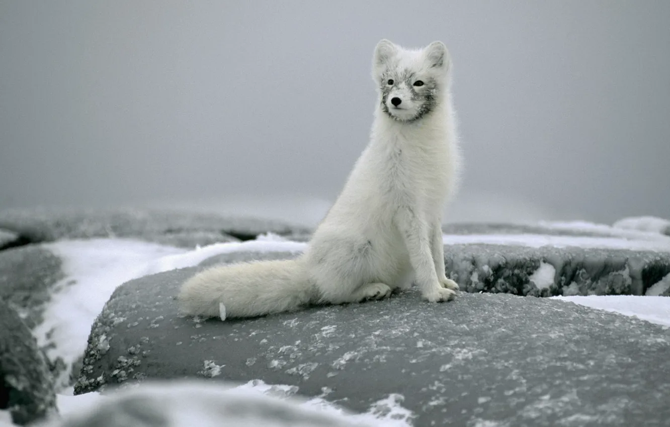Фото обои снег, камни, сидит, песец, полярная лисица