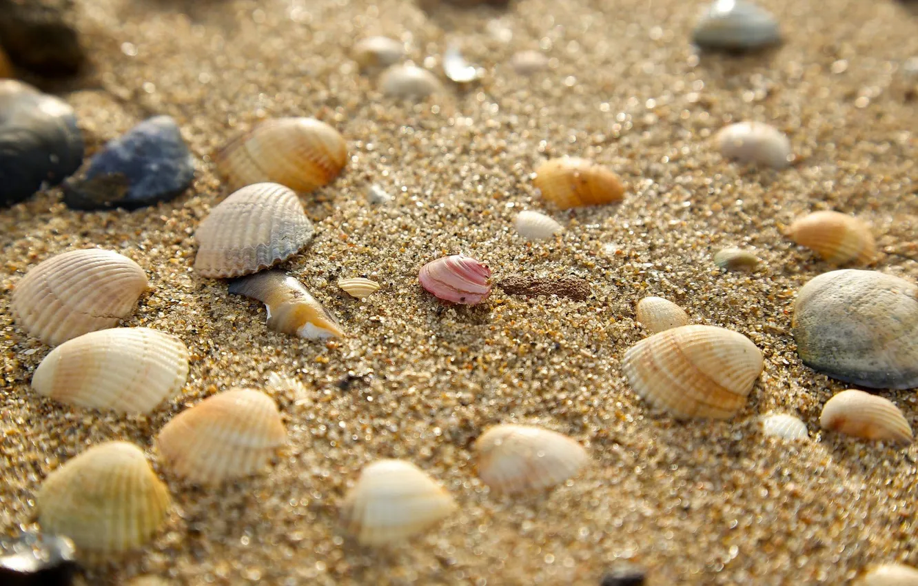 Фото обои песок, ракушки, камушки, боке