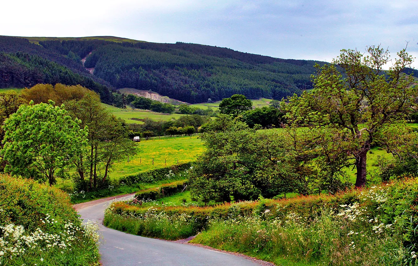 Фото обои дорога, деревья, холмы, поля, Великобритания, леса, Yorkshire, Cleveland Hills