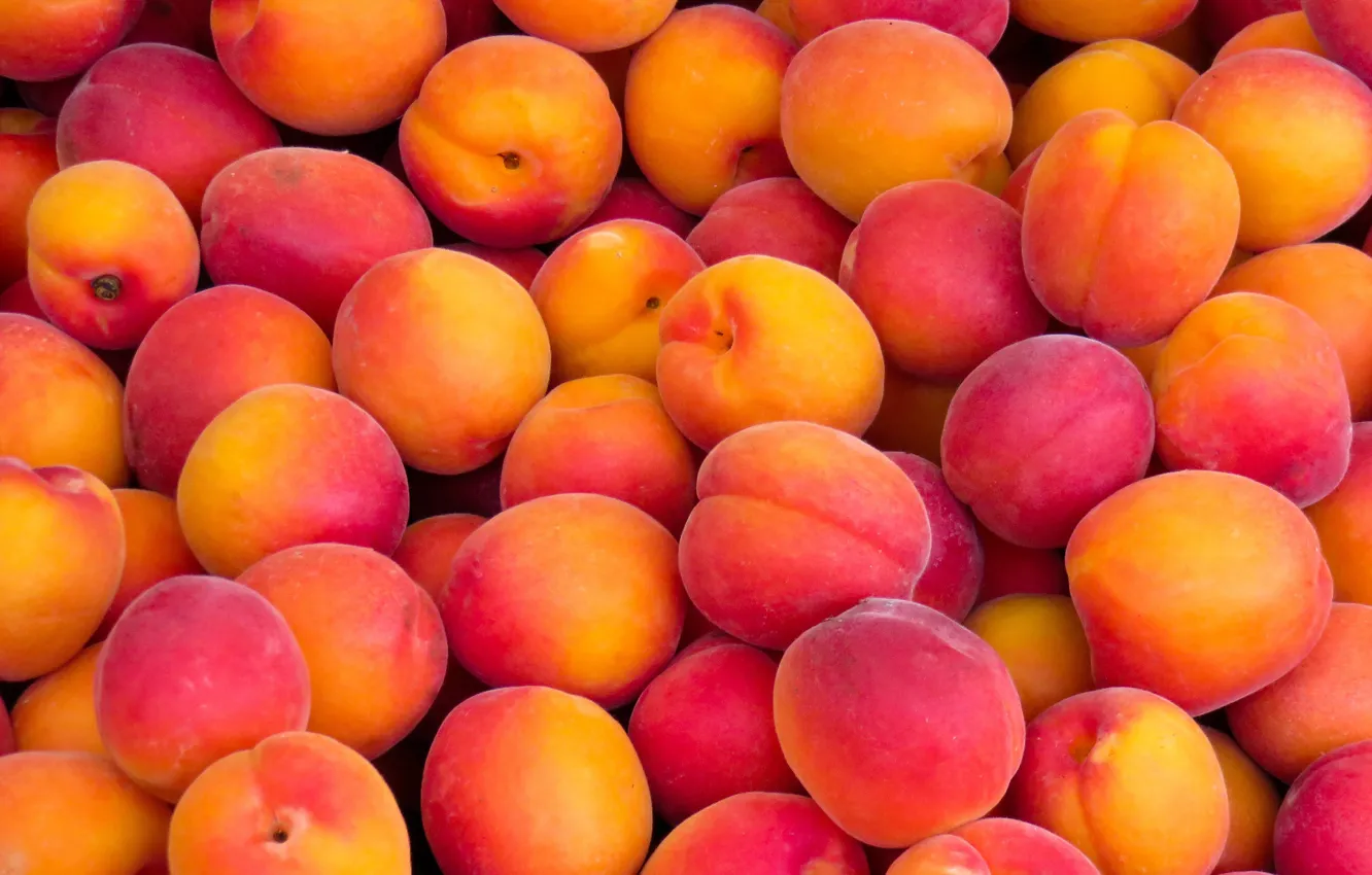 Фото обои фрукты, много, абрикосы, спелые, румяные
